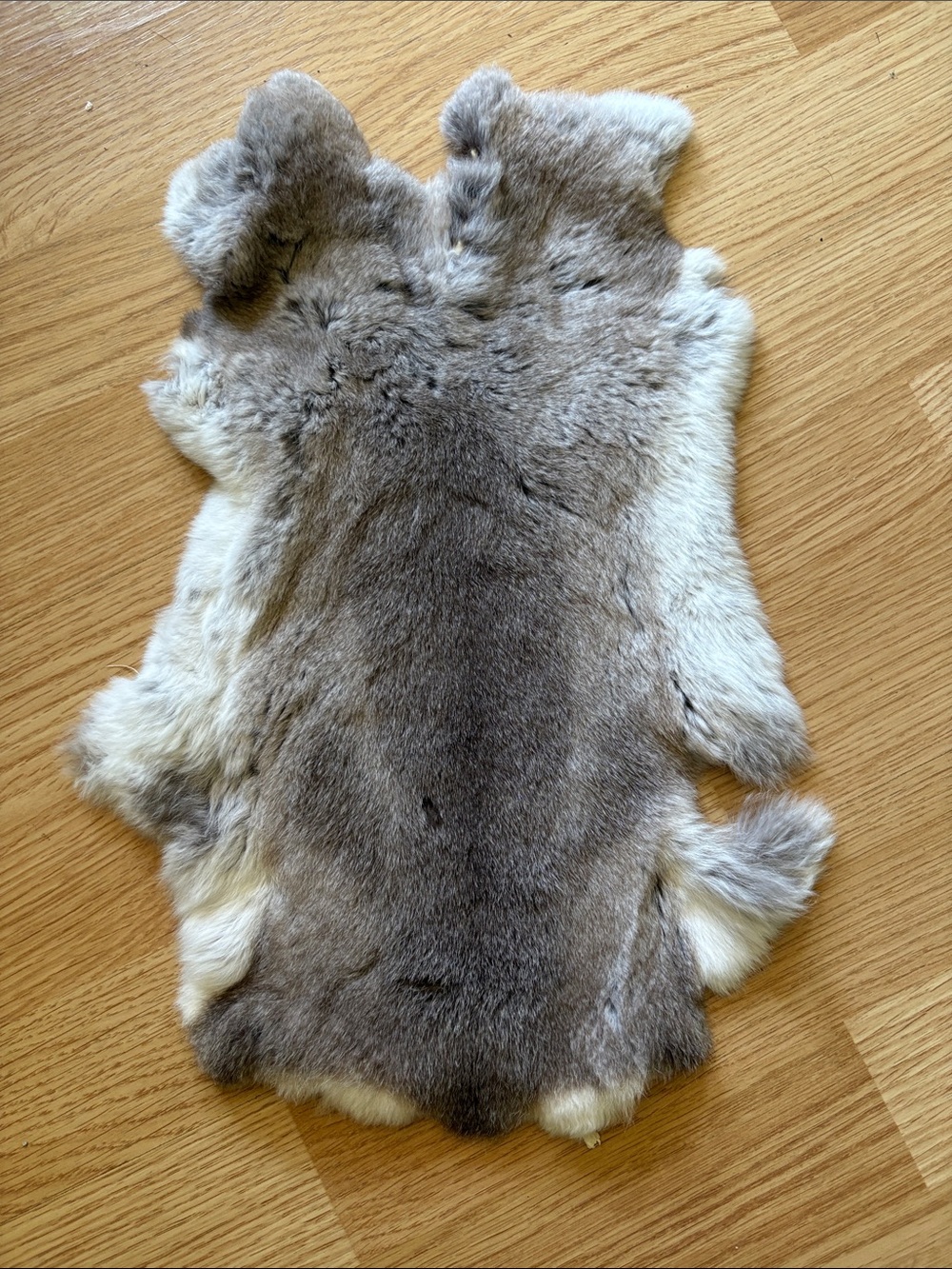 C0066 Rex rabbit hide display or DIY material